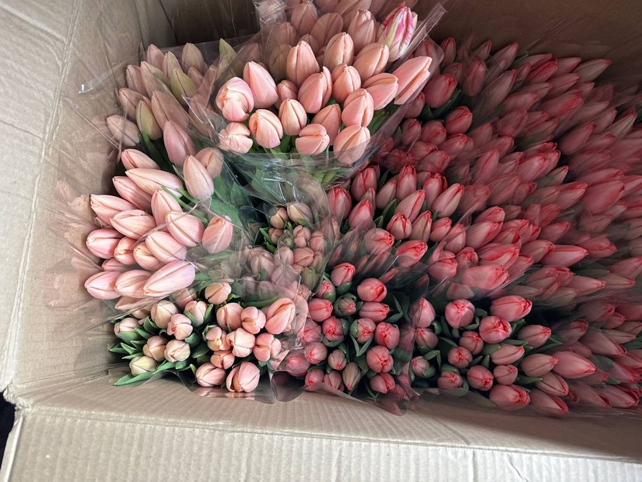 Тюльпаны оптом ..