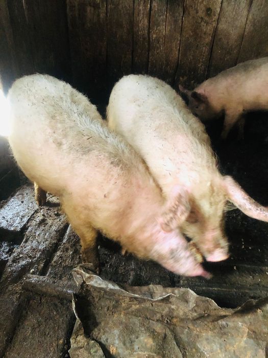 Продам кабанчика