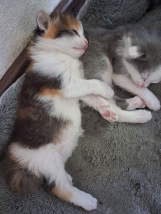 Отдам котят в добрые руки