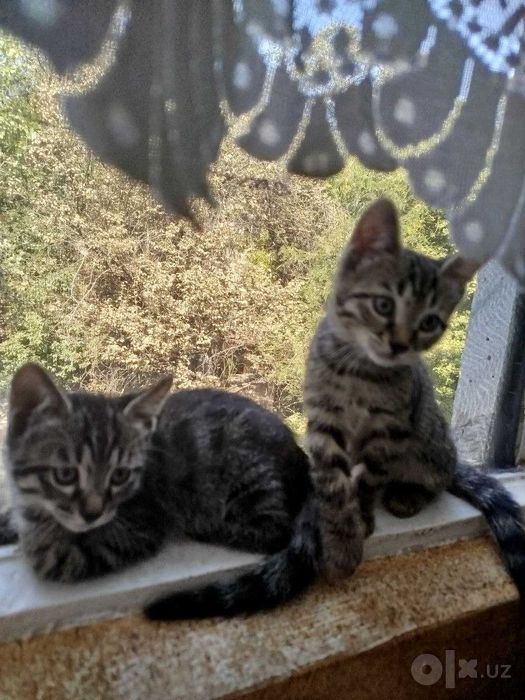 Котята только в добрые заботливые руки.