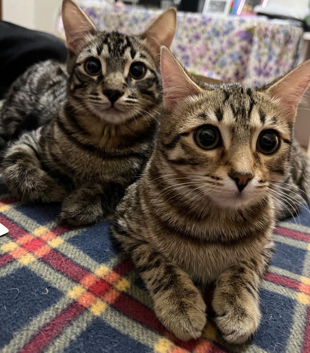 Котята в хорошие руки