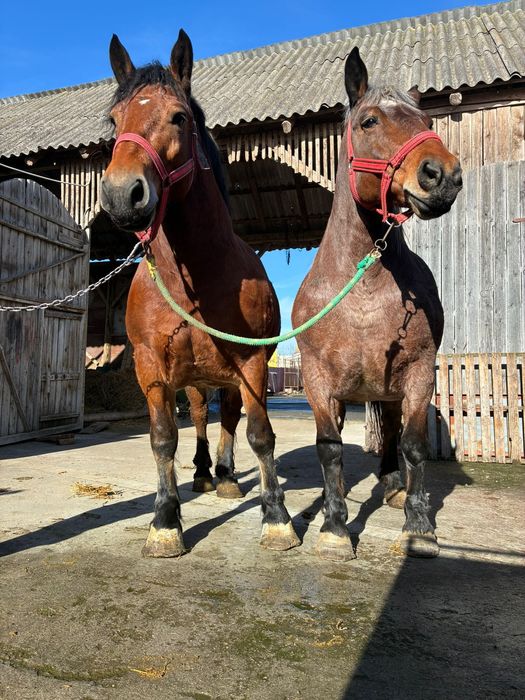 Super iepe de vanzare