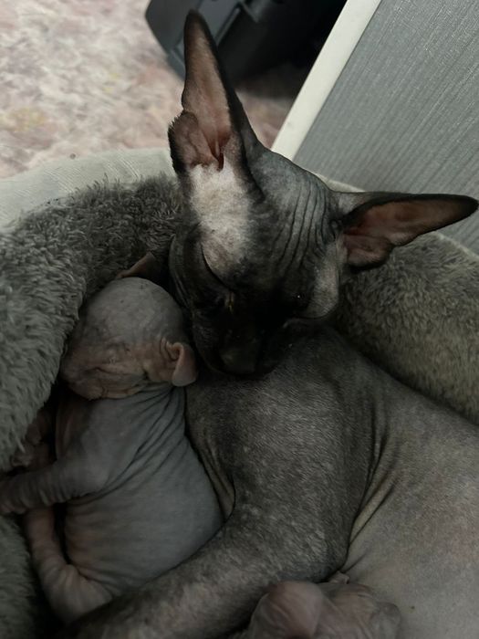 Продам котят Канадского сфинкса