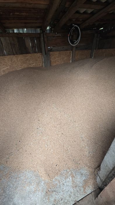 Grâu de vânzare 2025