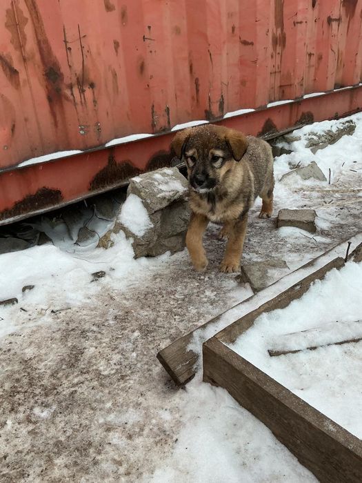 Отдам собак бесплатно