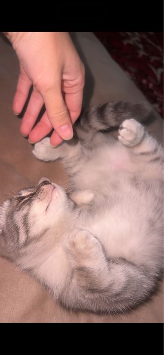 отдам даром Котенок девочка