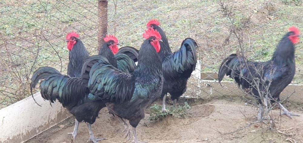 Cochinchina pitic, Australorp COCOȘI!!!