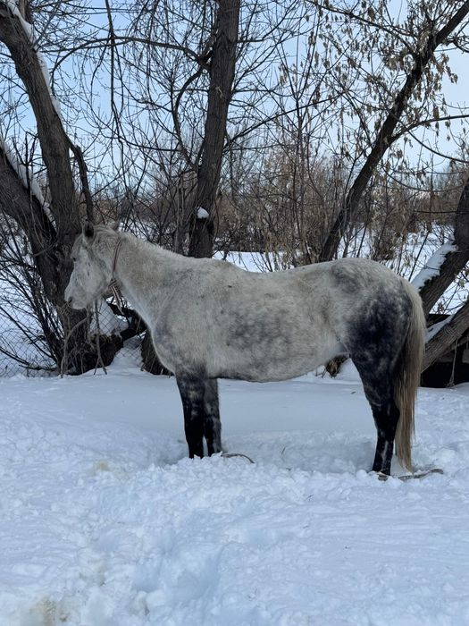 5 Жасар Буаз Бие Сатылады