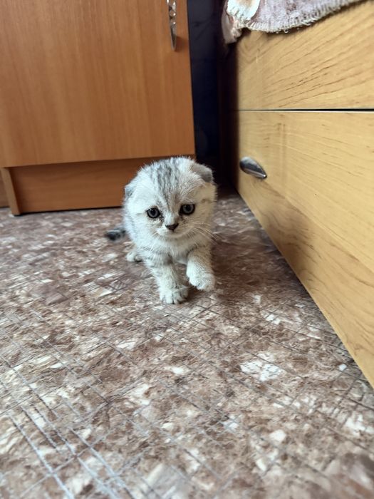 Продам котят. Шотландцы