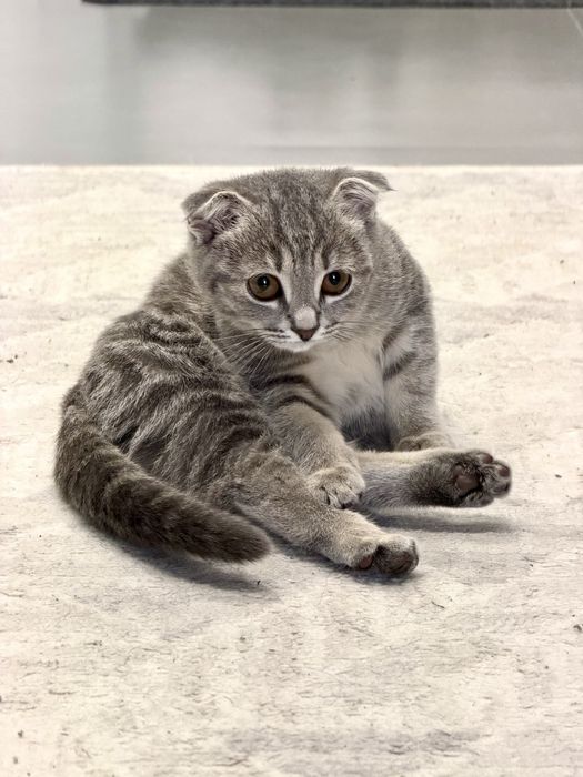 Кошка отдам в добрые руки