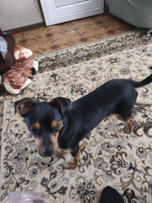 Продам собачку Пинчер Тойчик