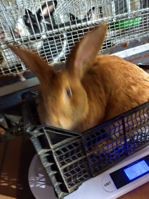 Mascul Hycol francez