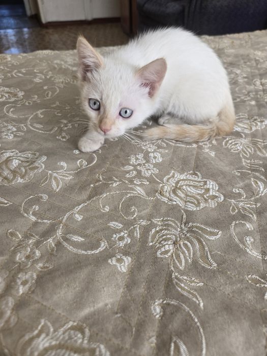 Белый котик ищет дом