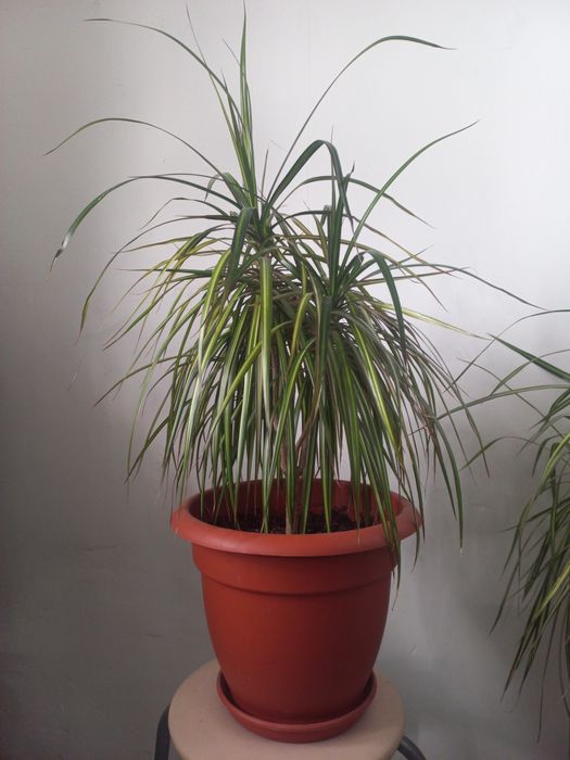 Комнатные цветы.