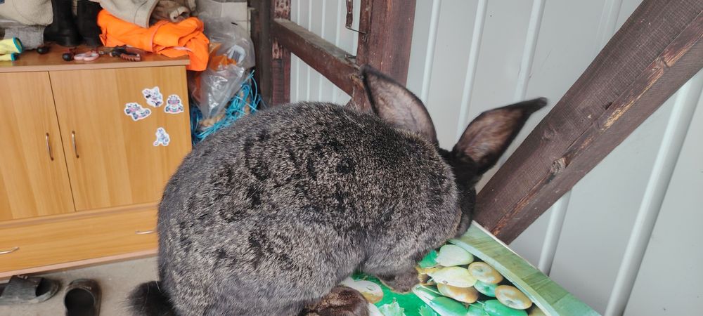 Vând iepuroaică UG