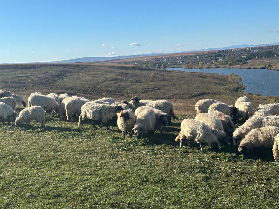 Vand oi turcane tinere