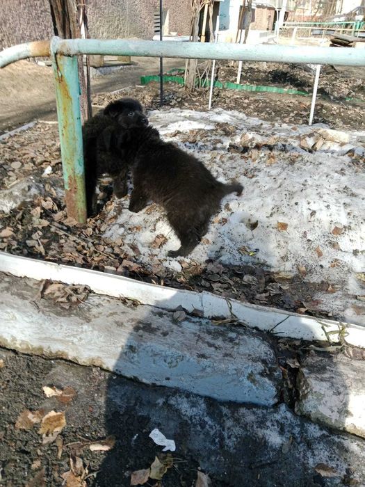 СРОЧНО ищут дом щенки мальчик и девочка