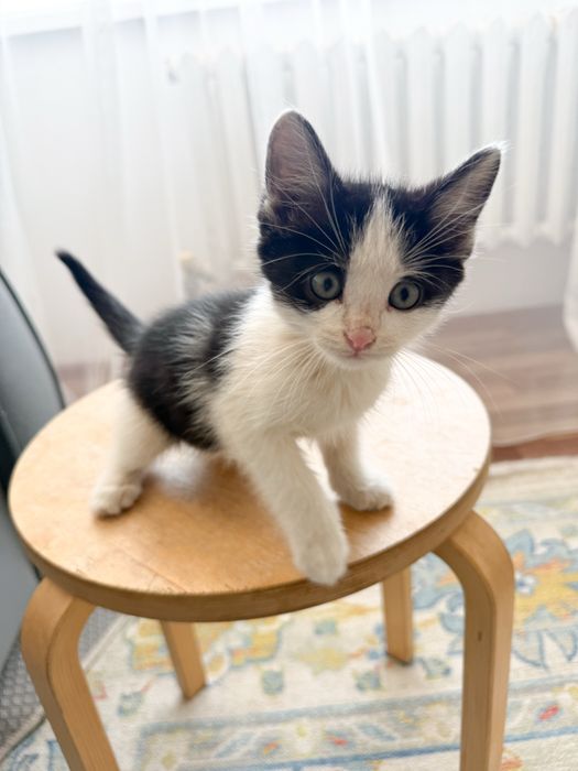 Котенок ищет любящую семью