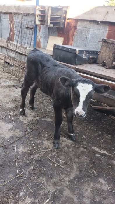 Продам телочку, 1 месяц