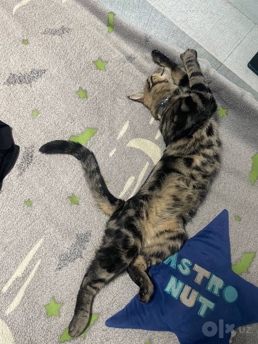 Кот бенгальский пародистый
