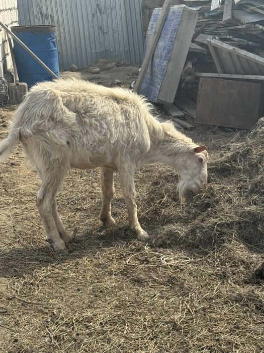 Теке Зааненский Атырау