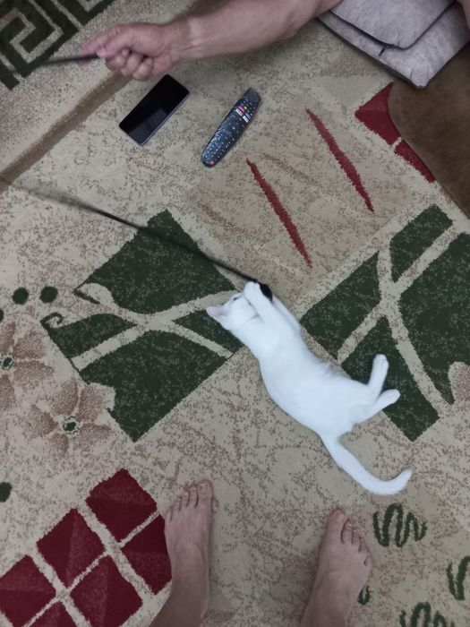 Бесплатно котёнок мальчик