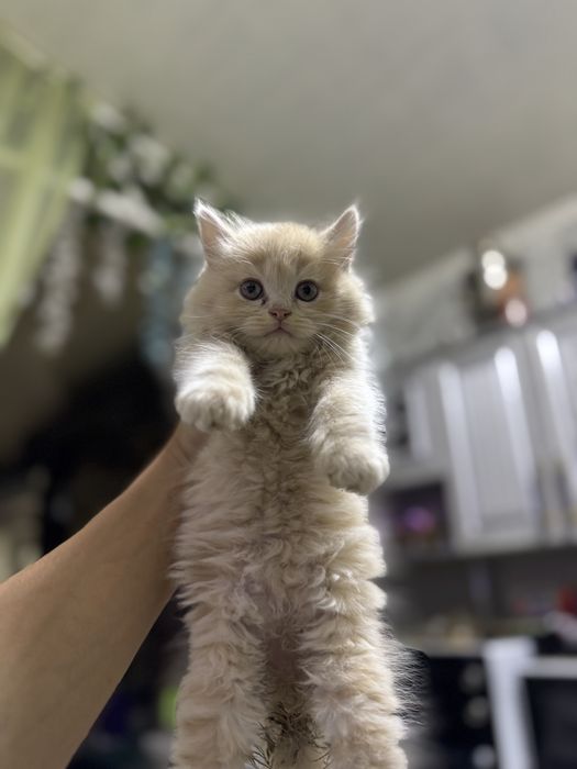 Продаются котята