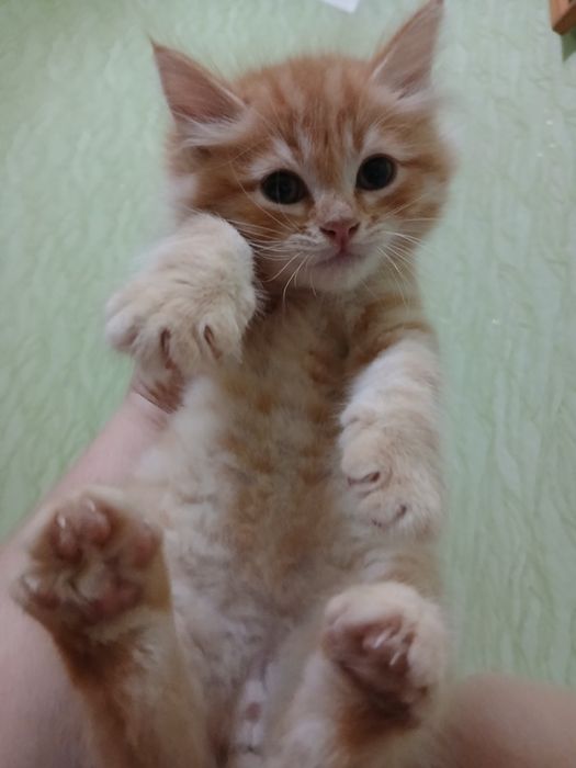 Котенок-мальчик,1,5 месяца