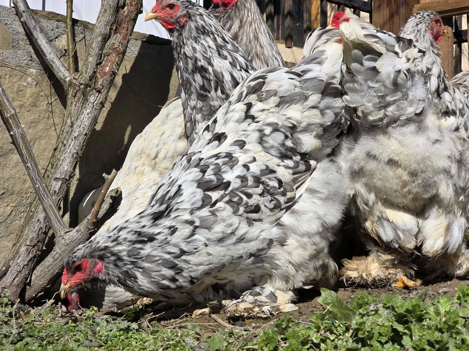 Продавам разплодни яйца от Сплаш Брама [Splash Brahma]