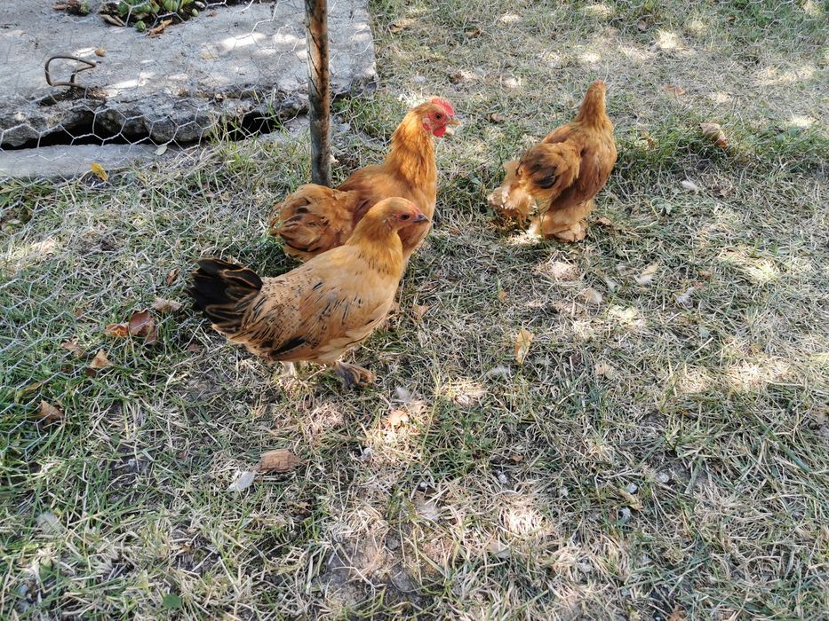 Cocosi de vânzare