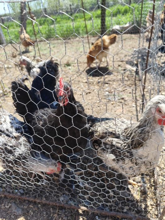 Căutăm curți să ne primească suntem 5 băieți din care 3 identici mulțu