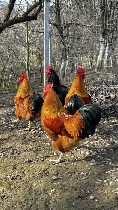 Cocoși New Hampshire  si Australorp