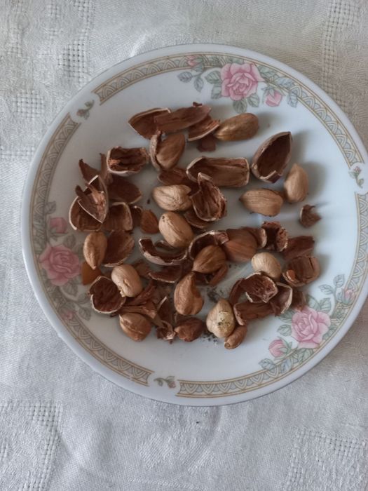 Продам Фундук 2025