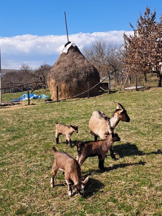 Capra Alpina Franceza metis