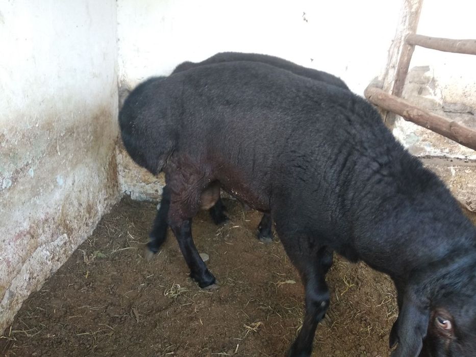 Qo'chqorlar sotiladi