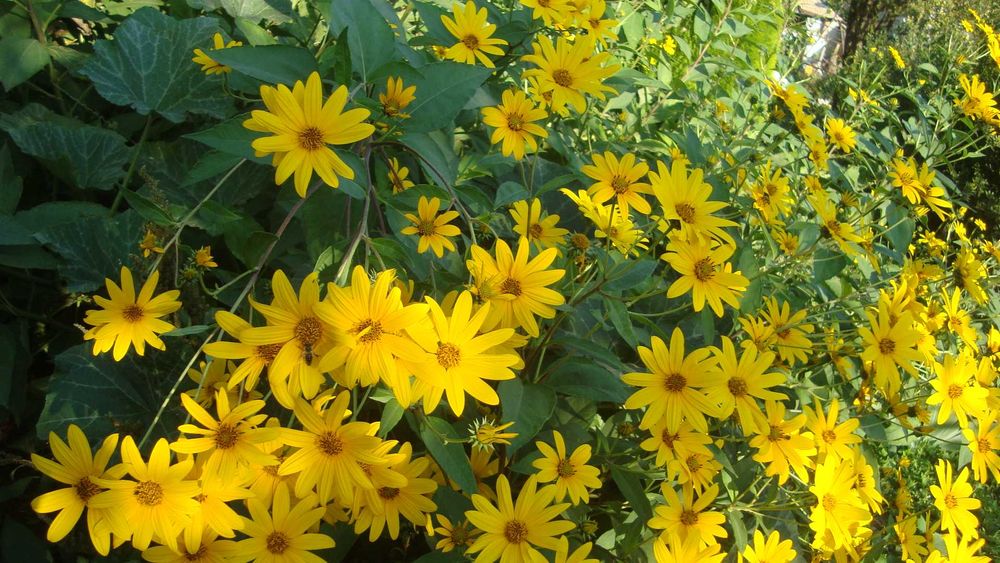 Земна ябълка, гулия (Helianthus tuberosus)