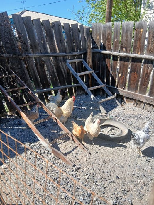 Срочно  продам курей и петуха