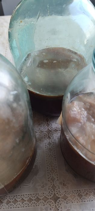 Чайный гриб.продам.