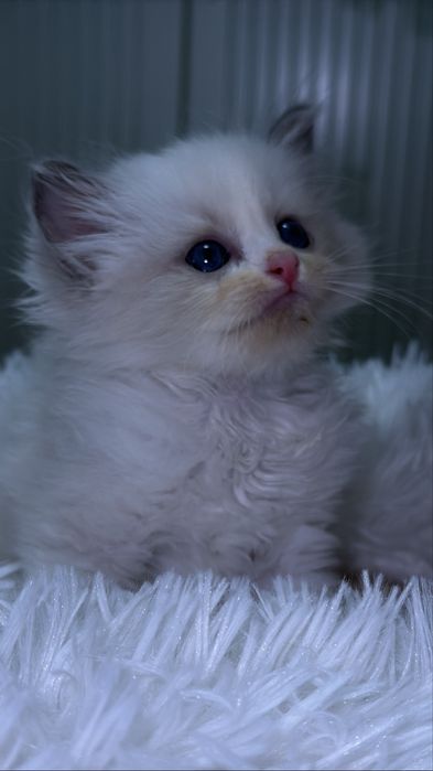 Рэгдолл. Regdoll. Рэгдолл.