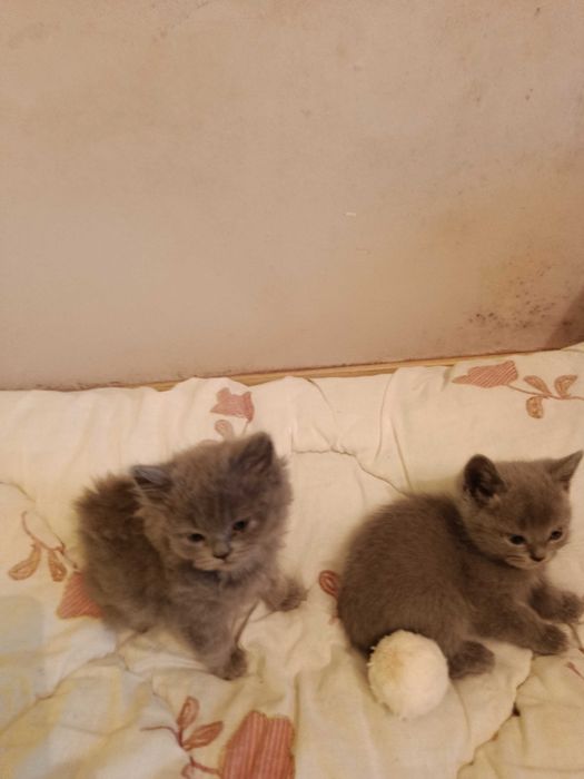 Британска котка