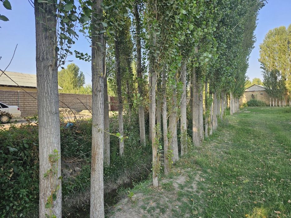 Тераклар сотилади 700 тупдан ортик,