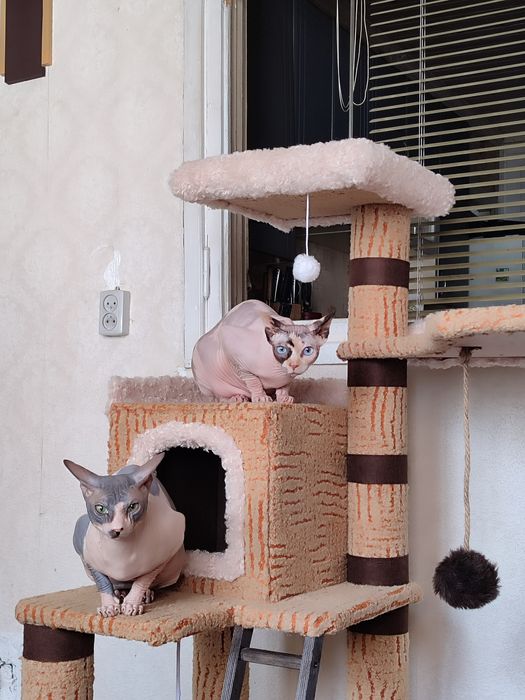 Комплекс для кошечек.