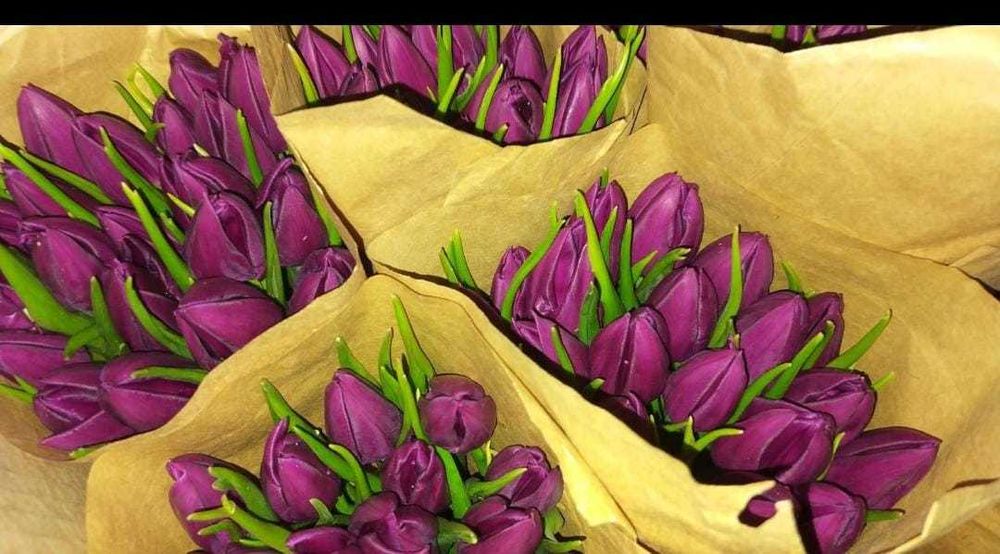 Продам тюльпаны к 8 марта.