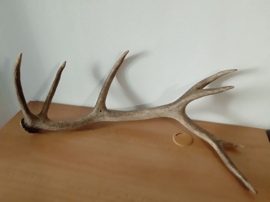 Еленови рога - различни размери