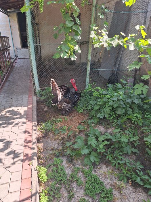 Kurka xòroz sotiladi