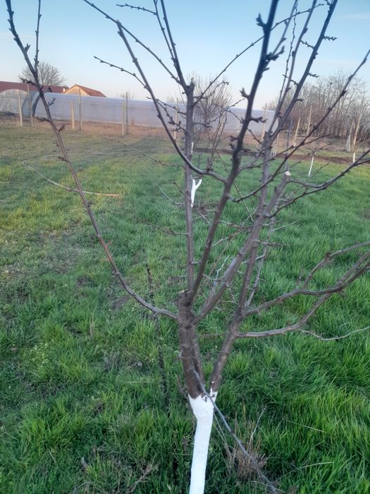 Vând casă în Caporal Alexa