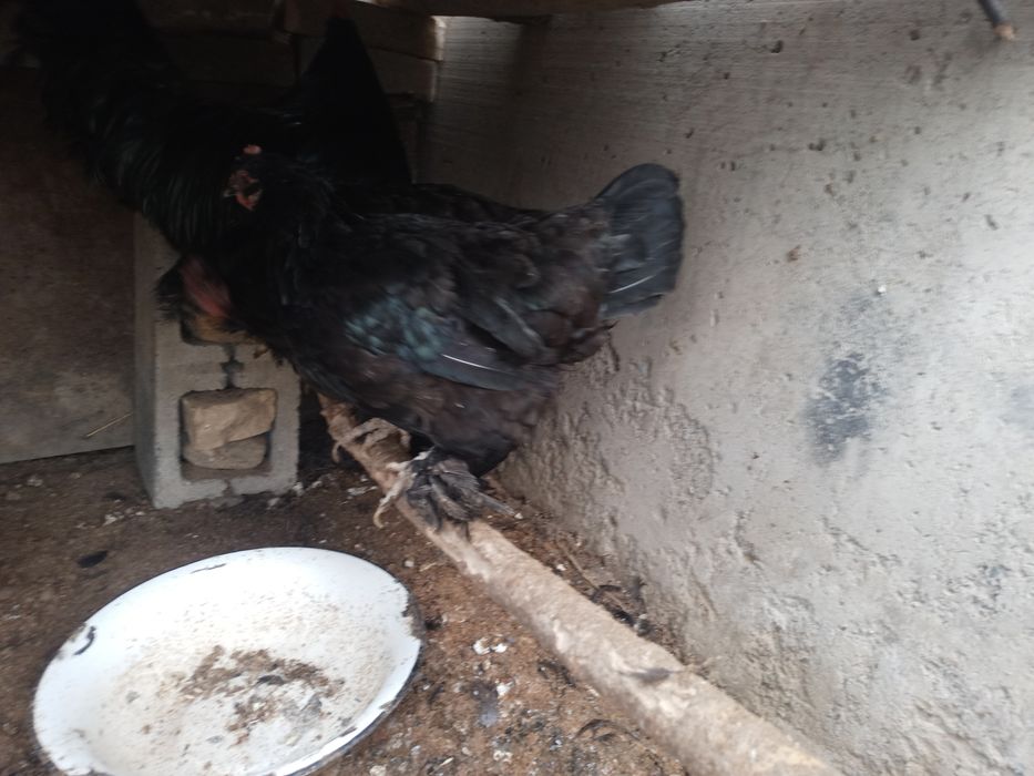 Qora tovoqlar sotiladi