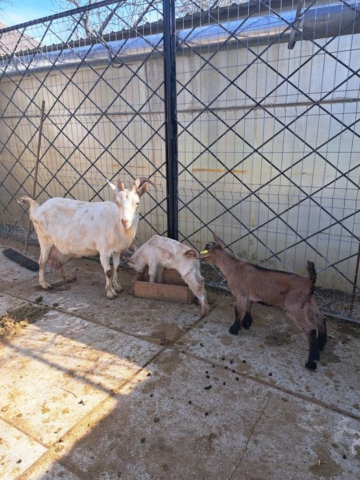 Vand   capra sannen foarte bună de lapte