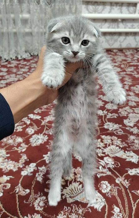 Шотландка фолд 2 ойлик