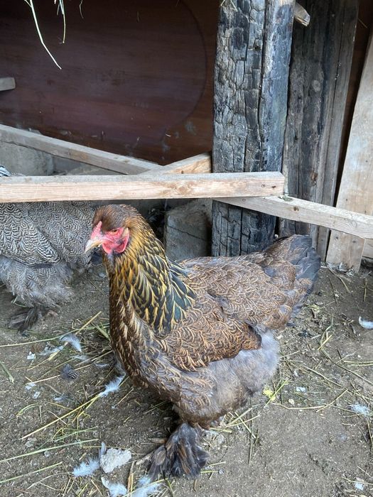 Продам хороших курей